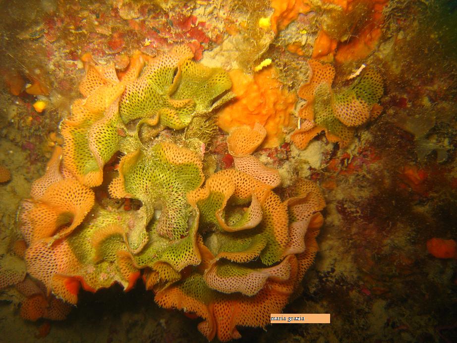 Reteporella beaniana